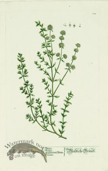 Blackwell German 031